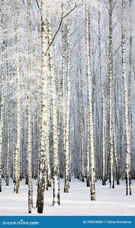 Russian Winter Walk In The Forest Stock Image | CartoonDealer.com ...