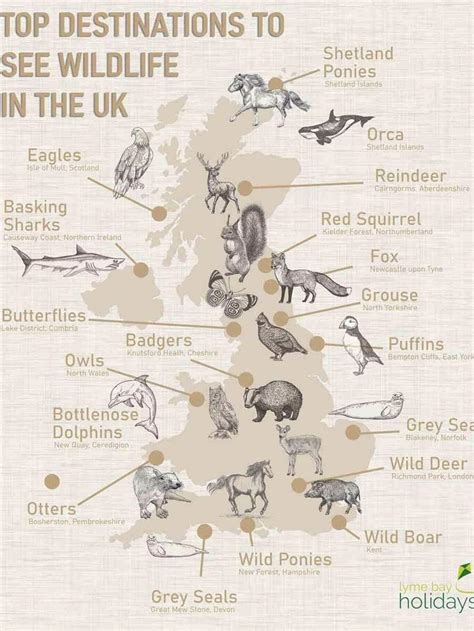 Where To See Wildlife In The UK