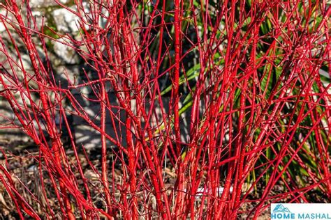 Top 14 Red Twig Dogwood Varieties (With Photos)