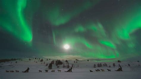 Hunting Northern Lights by Husky | Norwegian Travel