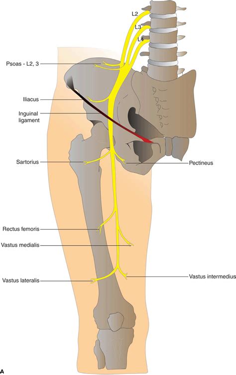 Femoral Nerve Block | Anesthesia Key