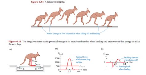 Solved: Kangaroo hopping Hopping is an efficient method of loco ...