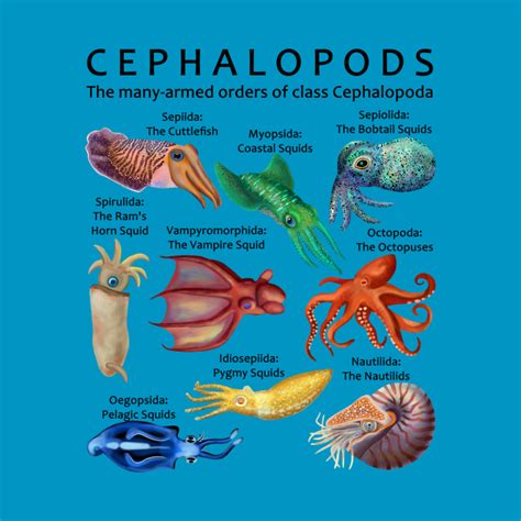 The Cephalopod: Octopus, Squid, Cuttlefish, and Nautilus (Light ...