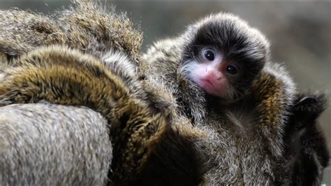 Baby Emperor Tamarin Monkey Facts and Description - Primates Park