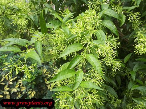 Night blooming jasmine - How to grow & care