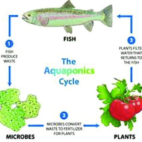 Nitrification process. | Download Scientific Diagram