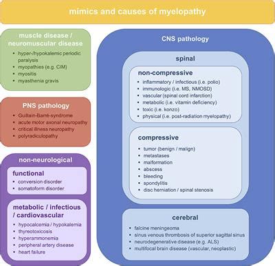 Frontiers | Clinical Presentation and Causes of Non-traumatic Spinal ...