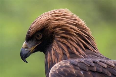 Golden Eagles (Aquila chrysaetos) Information | Earth Life