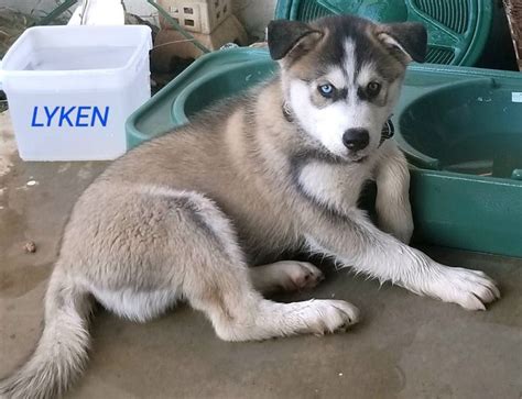 10 week old Siberian Husky with 1 blue eye & 1 green eye. His name is 'LYKEN' (means werewolf ...