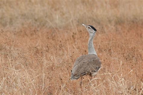 Birds of Australian Outback and Where to See Them - The Wildlife Diaries