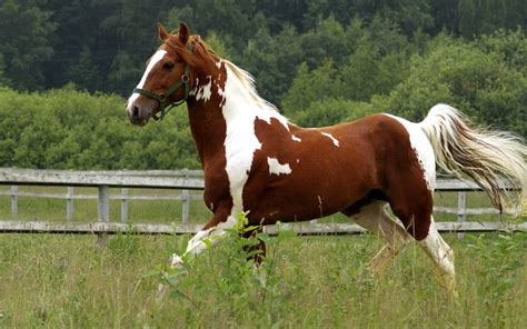 This is my dream horse! | Horses, Horse wallpaper, Horse painting