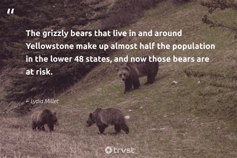 20 Bear Quotes and Saying About Bears