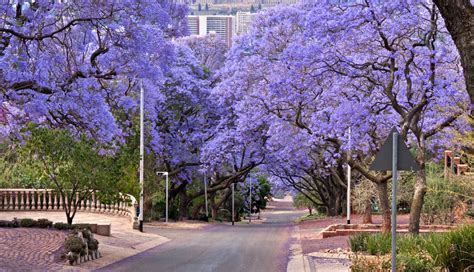 Gauteng Tourism | Travel Guides