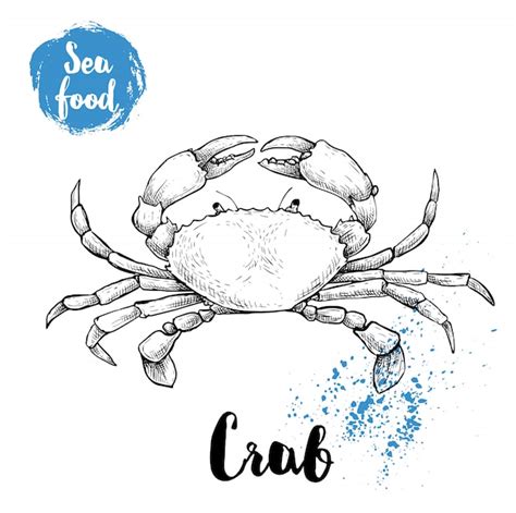 Premium Vector | Hand drawn sketch crab with big claws. Seafood vector ...