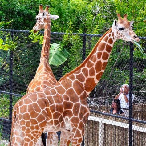 Naples Zoo: Explore the Animal Kingdom in Paradise | Naples zoo, Zoo, Animals