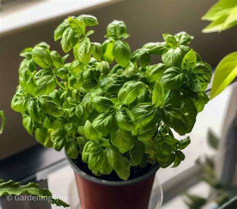 A super-easy way to grow and harvest basil indoors - Gardening4Joy