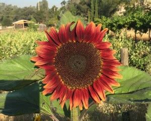 Harvesting Sunflower Seeds