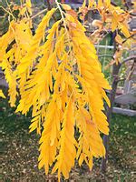 Honey locust - Wikipedia