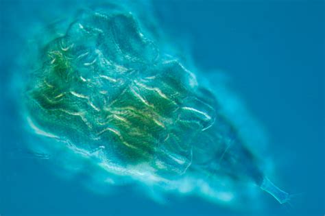 Rotifer | Rotifer under a microscope with about 400x magnifi… | Flickr