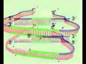 Kỹ Thuật PCR - Polymerize Chain Reaction P1 - YouTube