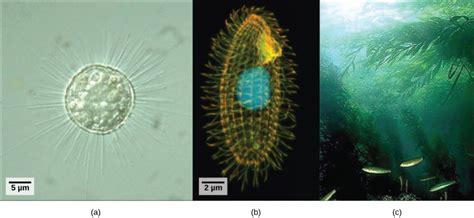 Kingdom Protista Algae