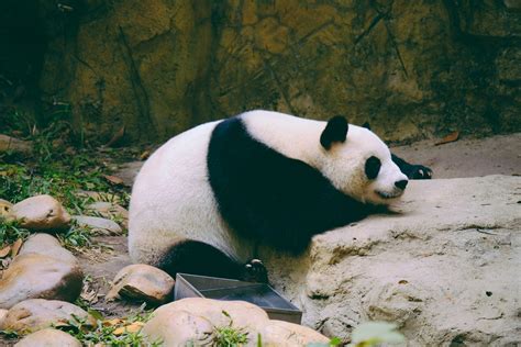 15 Facts About Pandas