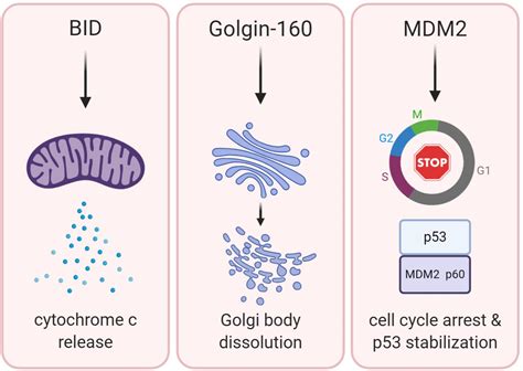 Frontiers | Caspase-2 Substrates: To Apoptosis, Cell Cycle Control, and Beyond