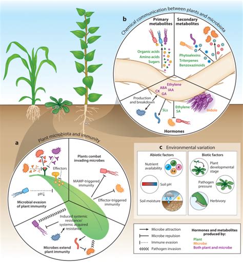 Plantae | Review. The plant microbiome: From ecology to reductionism and beyond (Annu. Rev ...