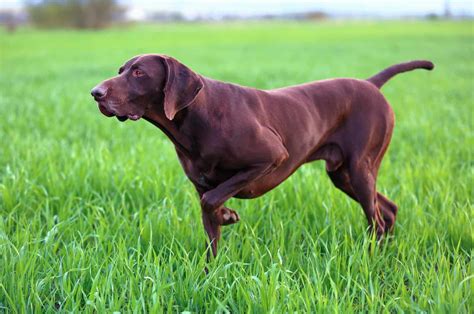 4 German Shorthaired Pointer Colors + Color Combinations