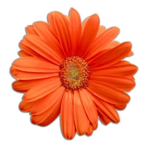 single type of gerbera - Clip Art Library