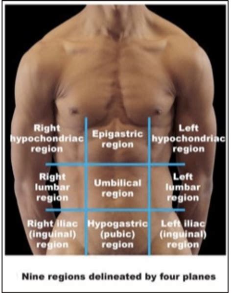 Anatomical Quadrants And Regions / To the right and left of the umbilical region.