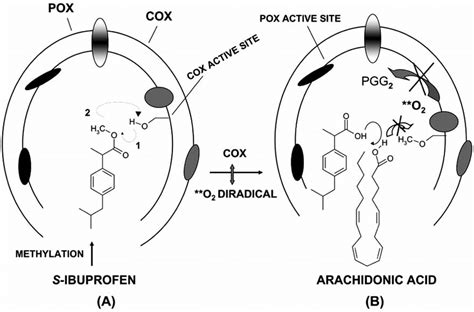 The representation of inhibition of prostaglandin biosynthesis by... | Download Scientific Diagram