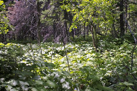 Minnesota Seasons - thimbleberry