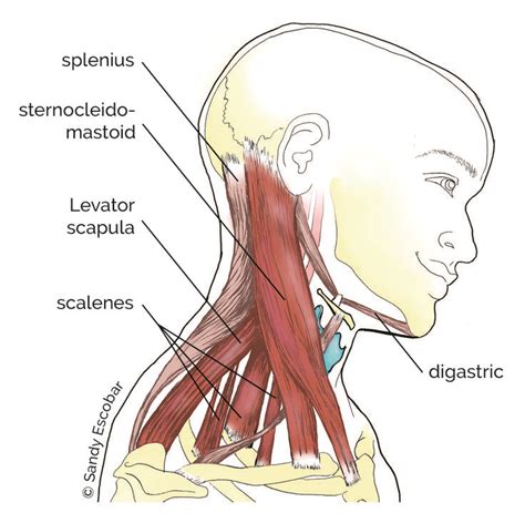 Anatomy, Sternocleidomastoid muscle, Muscular system