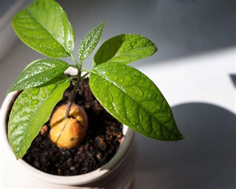 How To Grow An Avocado Tree From Seed (With Pictures) - Smart Garden Guide