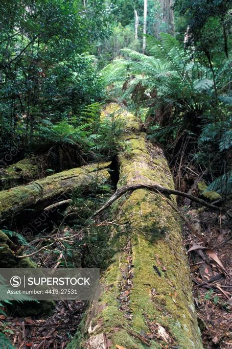 Trunk in a state of decomposition Wet virgin forest Tasmania - SuperStock