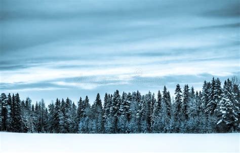 Winter scenery stock image. Image of frost, forest, cold - 3930699