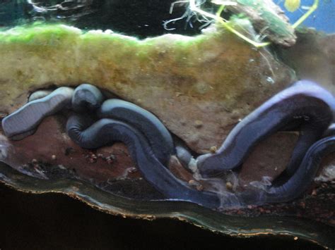 Living Planet Aquarium - Aquatic Caecilians | fkalltheway | Flickr