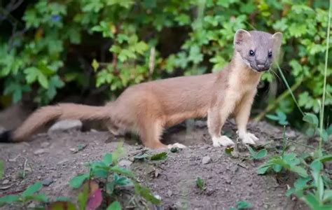 Weasel - Facts, Size, Diet, Pictures - All Animal Facts