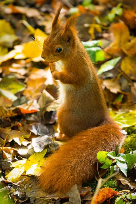 Red Squirrel November by Bob Hunter on 500px | Red squirrel, Cute ...