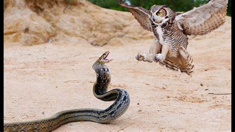 Who Emerges Victorious in the eріс Ьаttɩe for Survival? Owl vs King Cobra – Way Daily