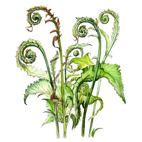 Premium AI Image | A drawing of a fern plant with the leaves curled up.