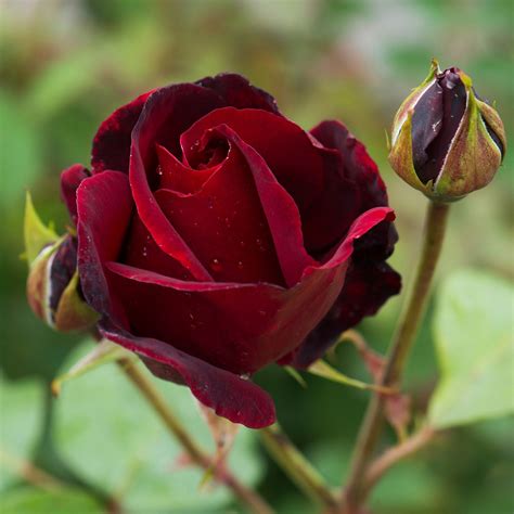 Black Beauty David Austin hybrid tea rose | Hybrid tea roses, Hybrid tea roses garden, David ...