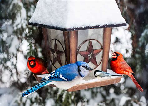 How to Choose the Best Cardinal Bird Feeder: Food, Reviews, FAQ’s, Top Tips… | JustBirding.com