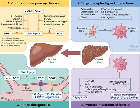 Pathobiology of liver fibrosis: a translational success story | Gut