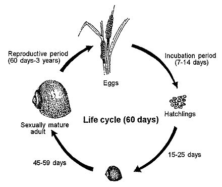 Management options for the Golden Apple Snail | Ciclo vital, Ciclos de ...