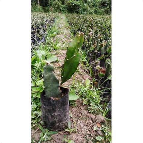 Dragon Fruit Plant Manufacturer, Supplier In West Bengal