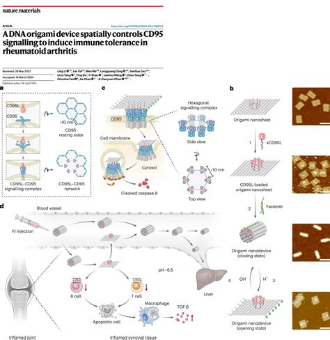 A DNA origami device spatially controls CD95 signalling to induce immune tolerance in rheumatoid ...