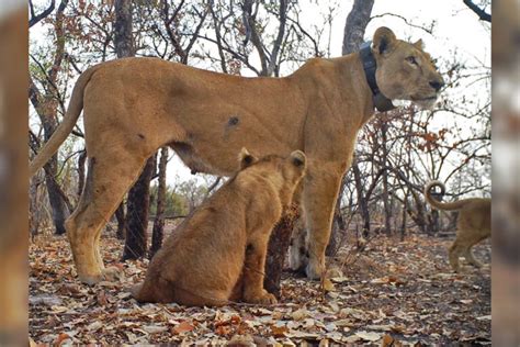 Video of rare West African lion cubs sparks hope for the population ...