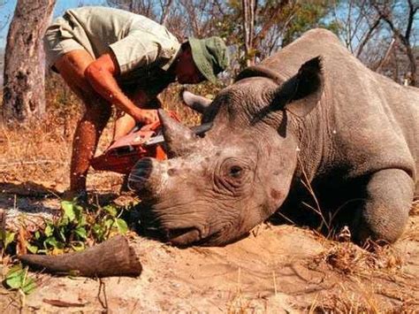 Endangered Rhino Hunting Permit - Business Insider